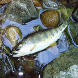 渓流ミノーイング