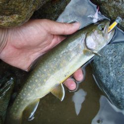 渓流ミノーイング イワナ!