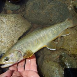 渓流ミノーイング