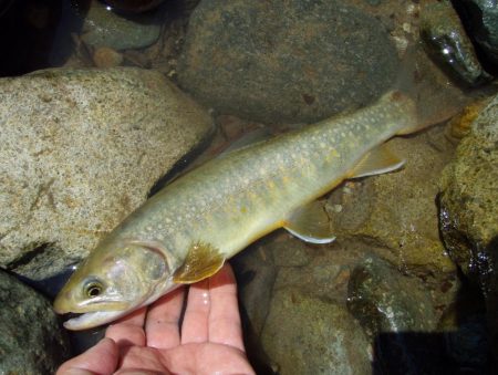 渓流ミノーイング