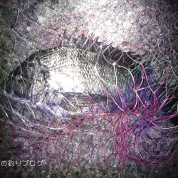 紀州釣りで1枚ゲット!