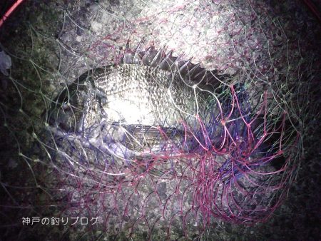 紀州釣りで1枚ゲット！