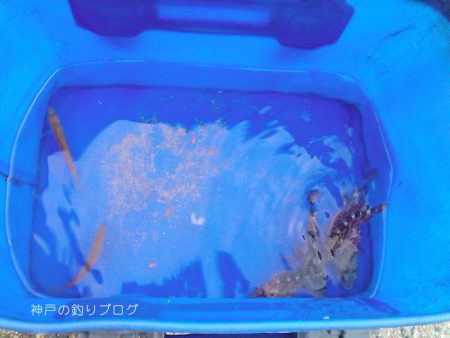 小1時間のファミリーフィッシング