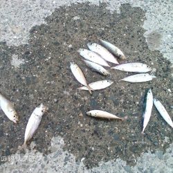 30分で豆アジ12匹！