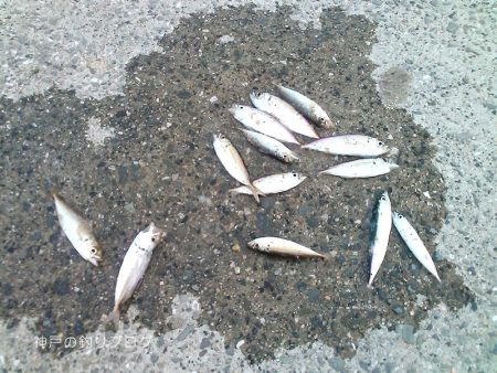 30分で豆アジ12匹！