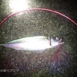 ウキ釣りで小さめ大サバ！