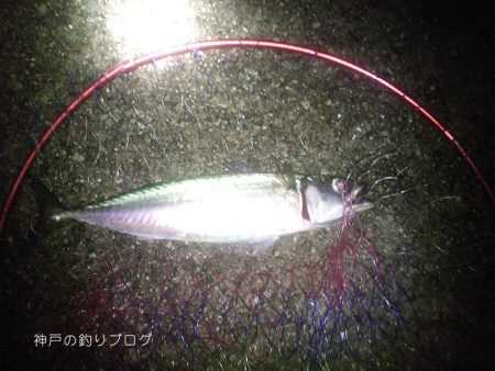 ウキ釣りで小さめ大サバ！