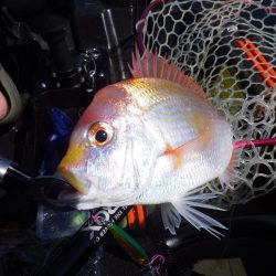 マイカヤック　レンコダイ