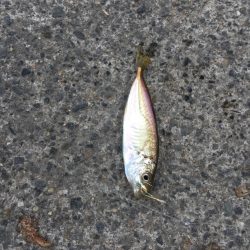 ワームでメバル、底攻めでハゼ