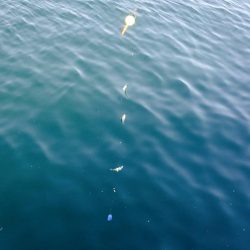 サビキでイワシ爆釣☆