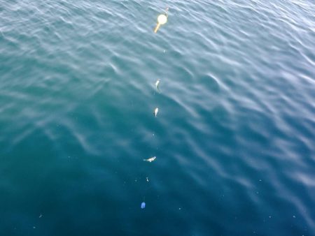 サビキでイワシ爆釣☆