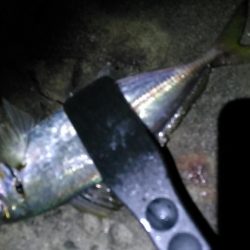 アミパターン　アジング