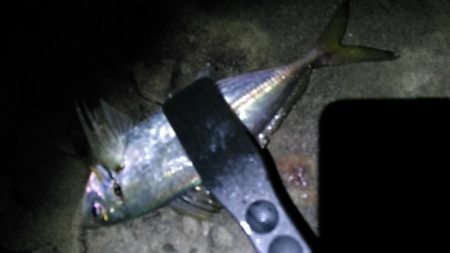 アミパターン　アジング