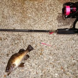 チニングからのアジング!