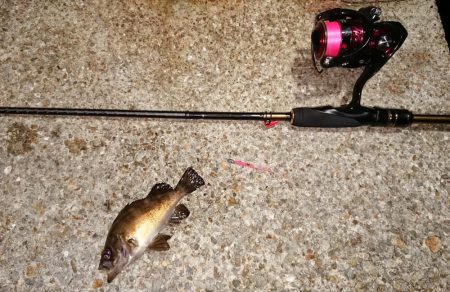 チニングからのアジング!