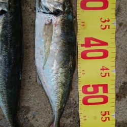 大アジ五目釣行(泉州丸)