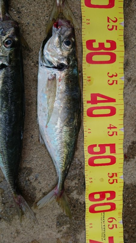 大アジ五目釣行(泉州丸)