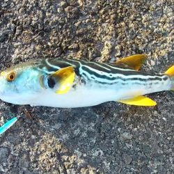 ワインドロッドでハマチ