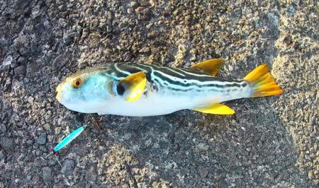 ワインドロッドでハマチ