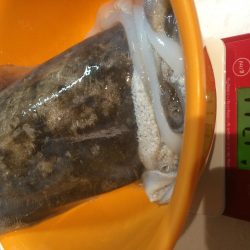 タコエギでイカ