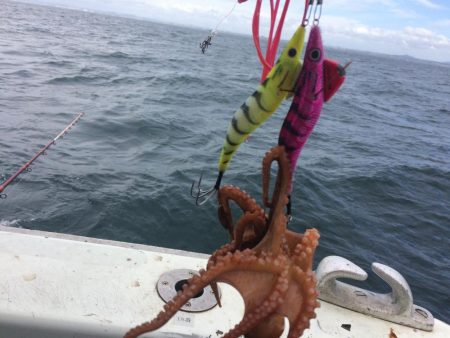 船タコ釣り　良型多し