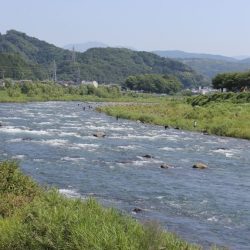 狩野川(狩野川漁業協同組合) 釣果