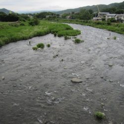 狩野川(狩野川漁業協同組合) 釣果