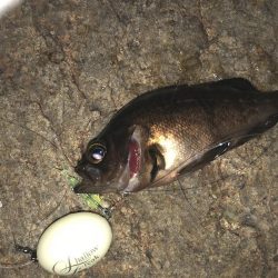 まだまだメバリング