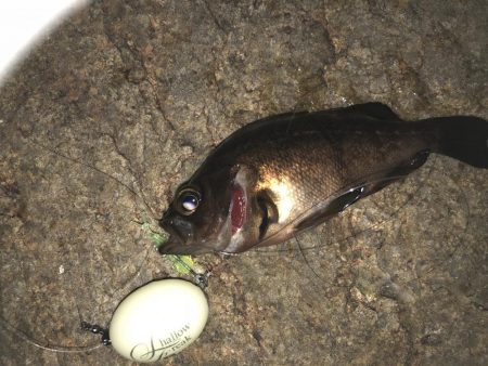 まだまだメバリング