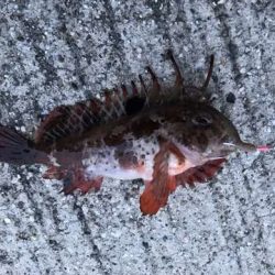 キス釣りでまさかの・・・