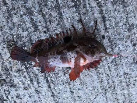 キス釣りでまさかの・・・