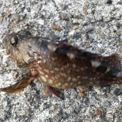 ガシラ入れ食い！