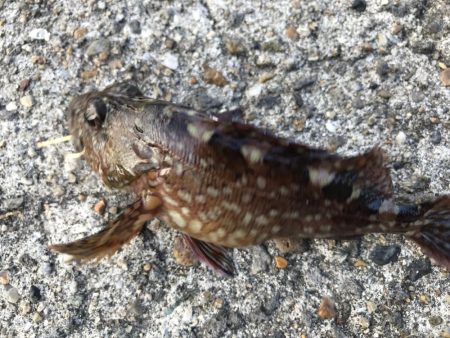 ガシラ入れ食い！