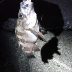 エラがかり、ボラばかり