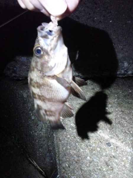 エラがかり、ボラばかり