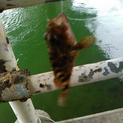 弁天島 エサ釣り