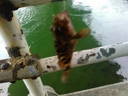 弁天島 エサ釣り