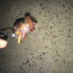 相手はガッシーのみ