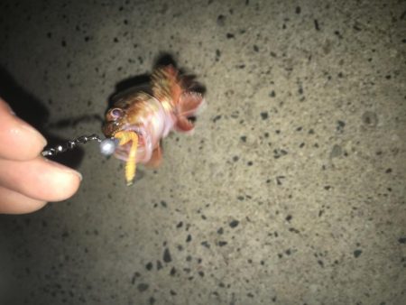 相手はガッシーのみ