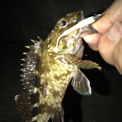 なんとか台風前に