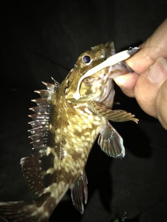 なんとか台風前に