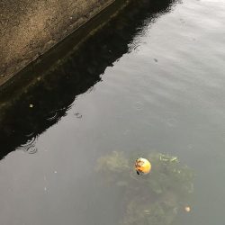 初釣行でカマス