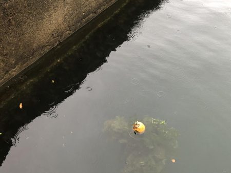 初釣行でカマス