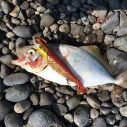 すごいファイト！