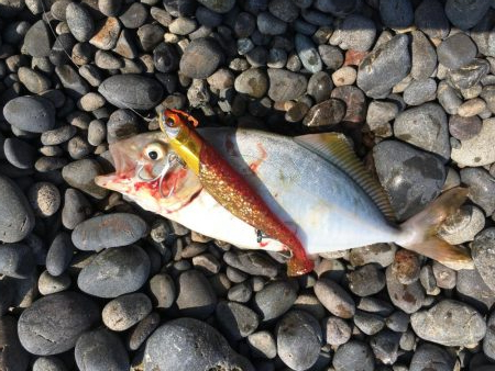 すごいファイト！