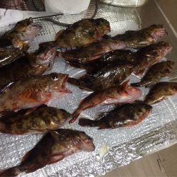 アコウきました！