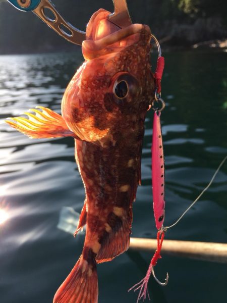 高浜　音海での手漕ぎボート
