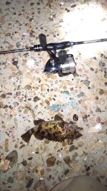 雨上がりの得意パターン〜メバリングはいつまで?〜