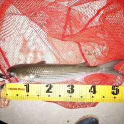 シンペンで釣れたもの!