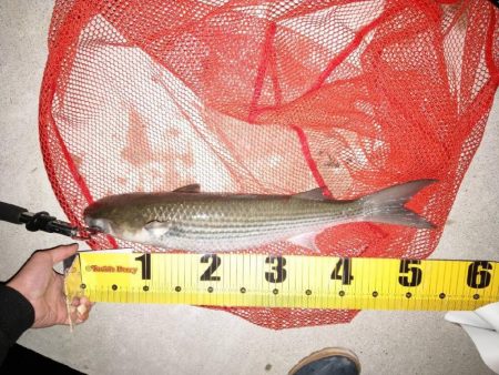 シンペンで釣れたもの!